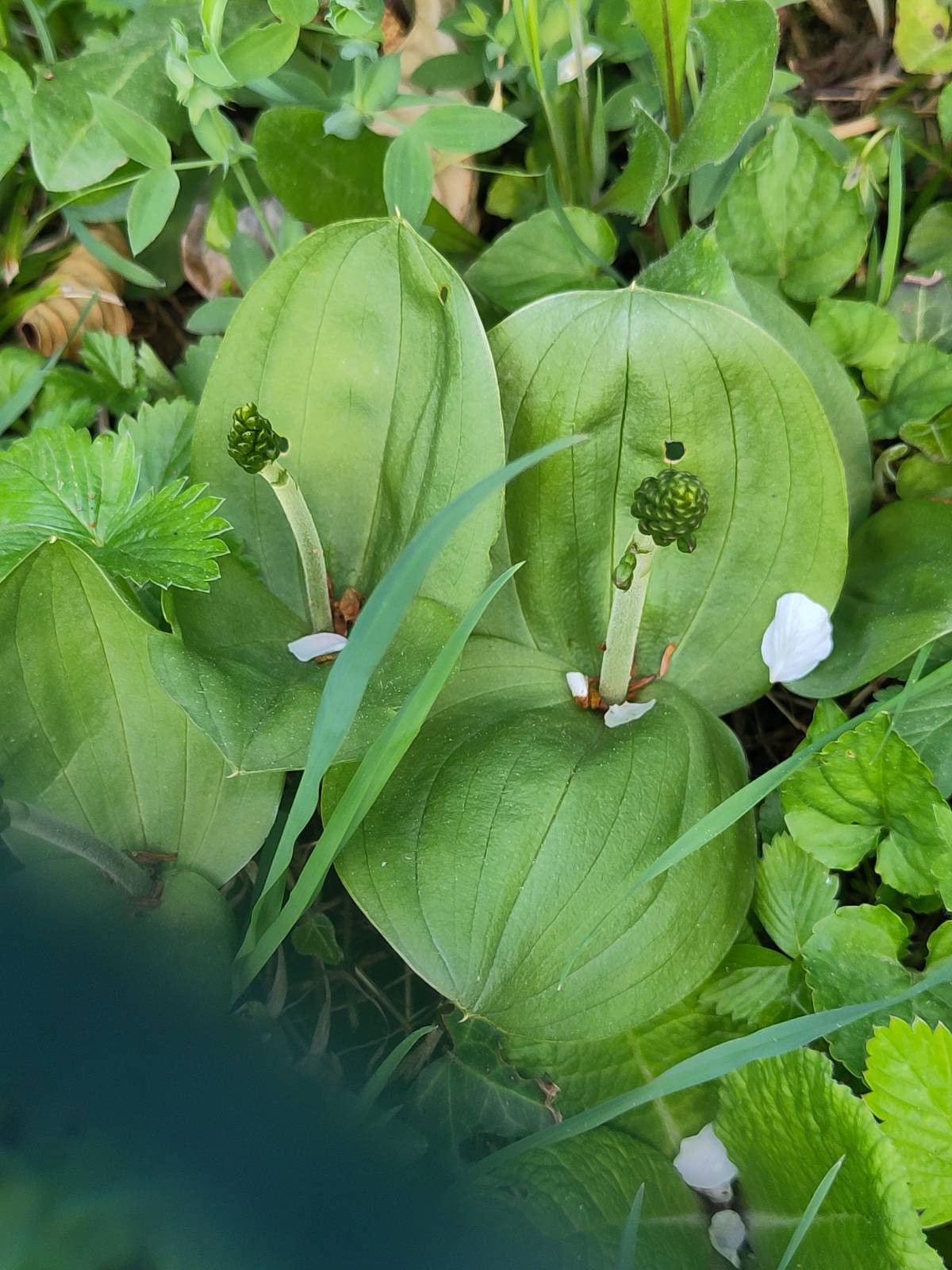 Garten 4 – Orchideen